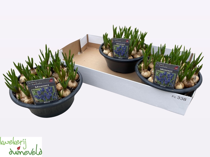 <h4>MUSCAR BIG SMILE</h4>