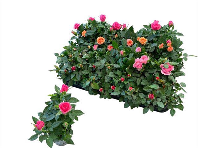 <h4>Rosa Kordana mix</h4>