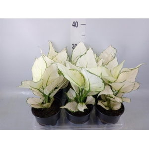 Aglaonema  'White Joy'