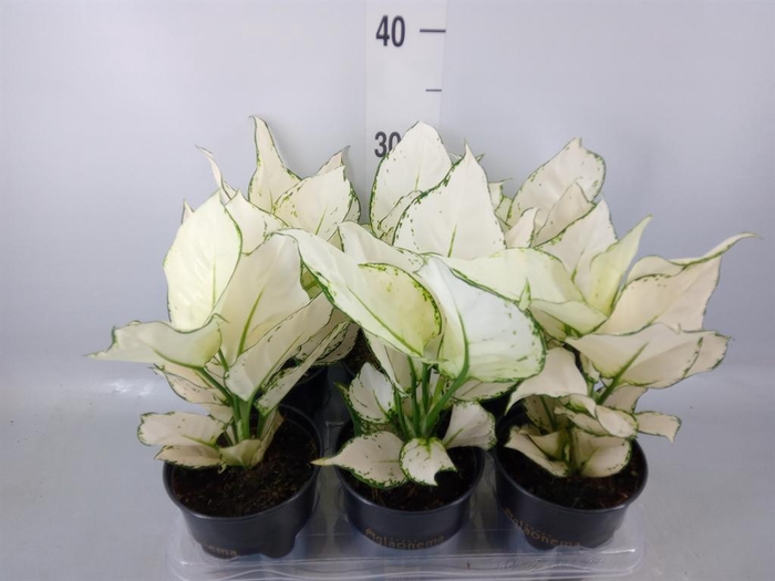 <h4>Aglaonema 'White Joy'</h4>