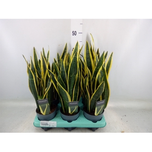 Sansevieria trifa. 'Black Gold'