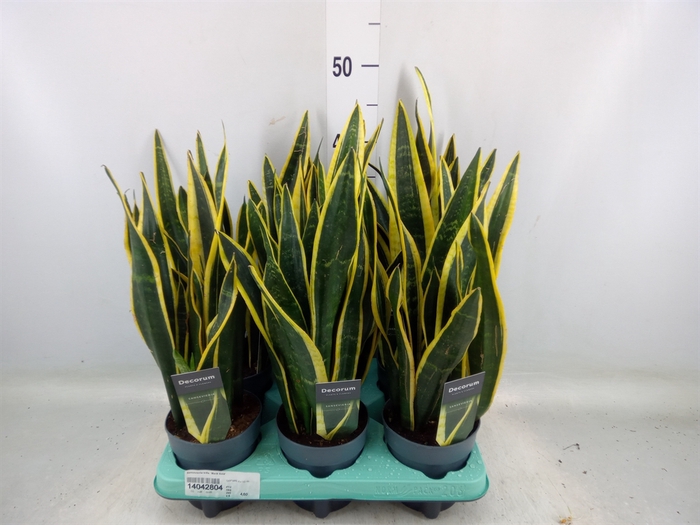 <h4>Sansevieria trifa. 'Black Gold'</h4>