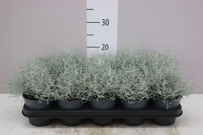 <h4>Calocephalus</h4>