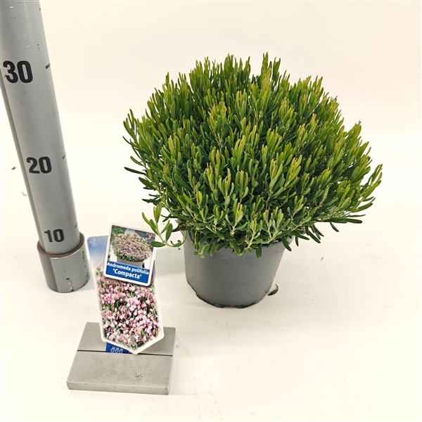 <h4>Andromeda polifolia 'Compacta'</h4>