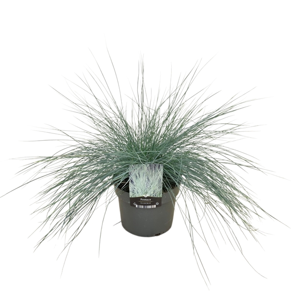 <h4>Festuca Elijah Blue</h4>