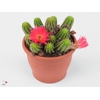 Chamaecereus  'Ubink Cerise'