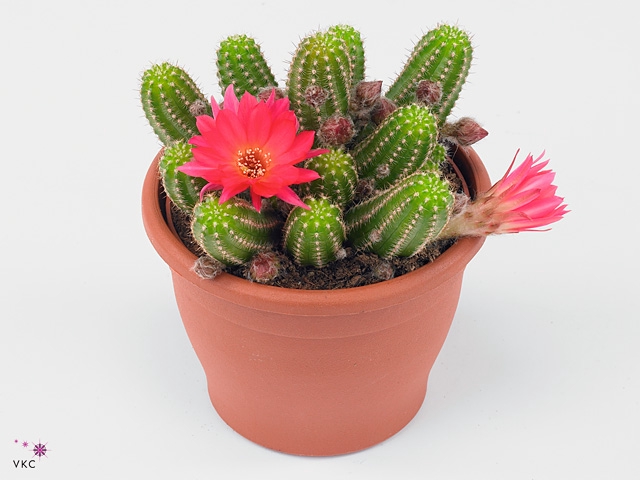 Chamaecereus  'Ubink Cerise'