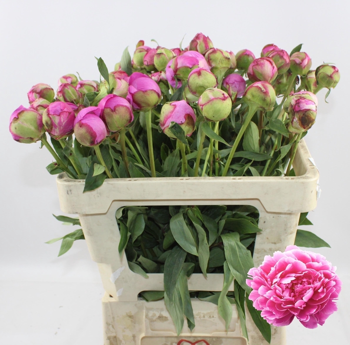 <h4>PAEO L ALEX FLEMING</h4>