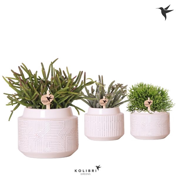 <h4>Kolibri Greens Rhipsalis mix in Maze pot white</h4>