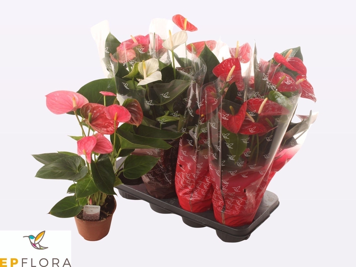 <h4>ANTHU AN GEM 3 KL</h4>