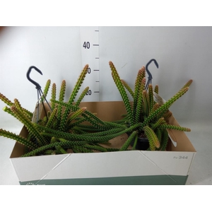 Cactus   ...hangingplants