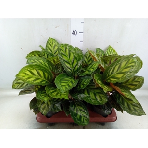 Calathea   ...
