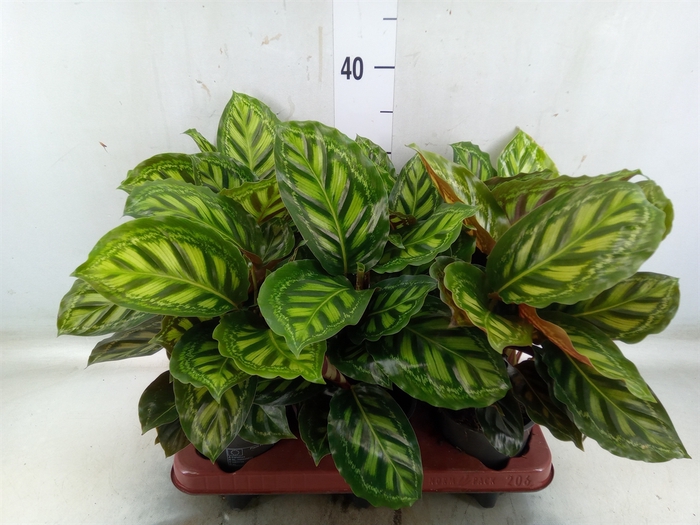 <h4>Calathea   ...</h4>