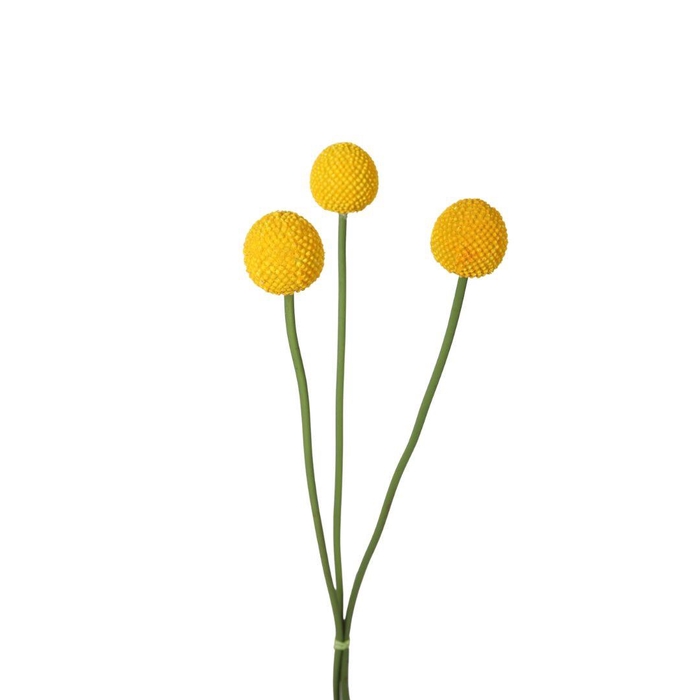 <h4>Craspedia globosa 55cm</h4>