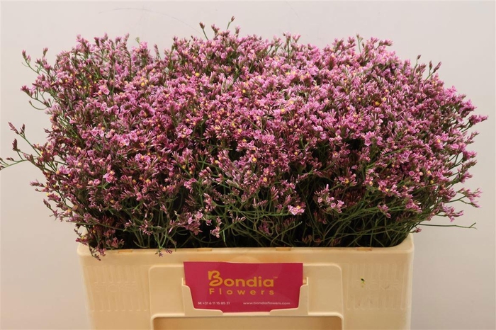 <h4>LIM SIN TIFFANY DIAM</h4>