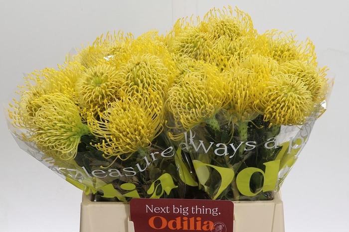 <h4>Nutans High Gold</h4>