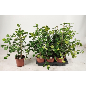 FICUS DELTOIDEA