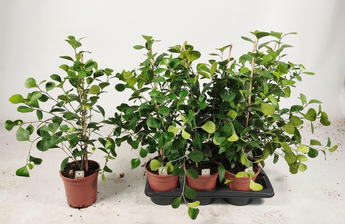 <h4>FICUS DELTOIDEA</h4>