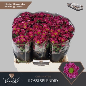 Chr S Rossi Splendid