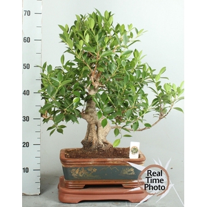 BONSAI GEM