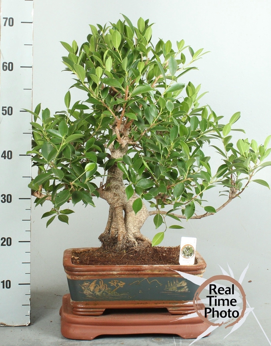 <h4>BONSAI GEM</h4>