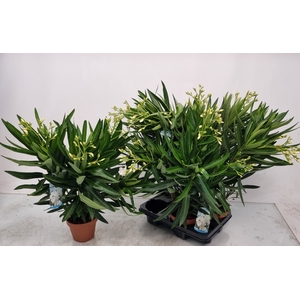 NERI OLEANDER