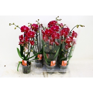 PHAL EL CASCADE