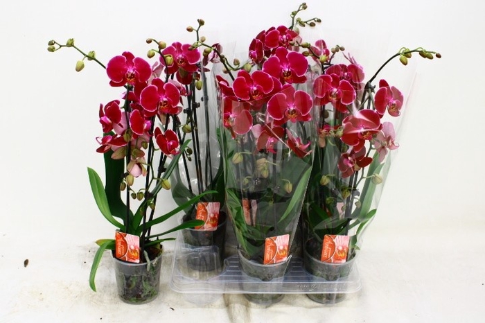 <h4>PHAL EL CASCADE</h4>