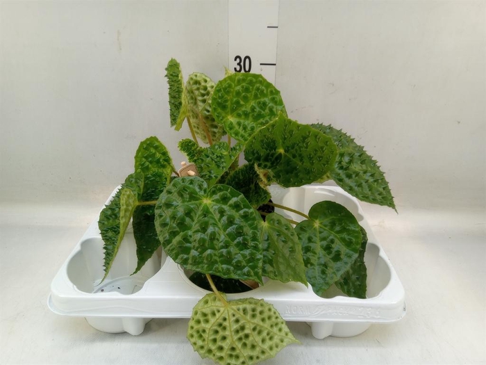 <h4>Begonia BD   ...</h4>