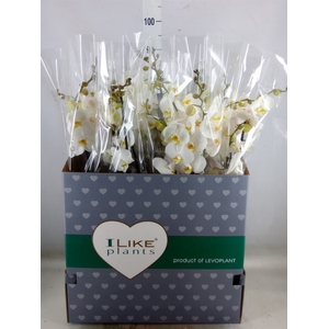 Phalaenopsis   ...white
