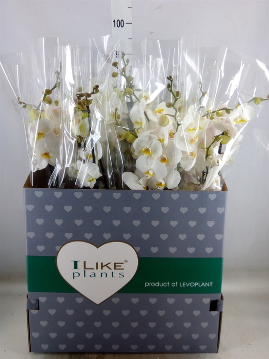 <h4>Phalaenopsis   ...white</h4>