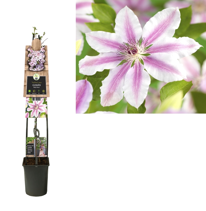 <h4>Clematis 'Nelly Moser' 3.0 label C5</h4>