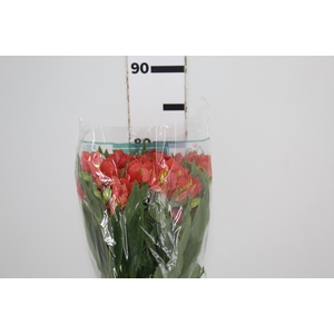 ALSTROEMERIA TROPICANA 080 CM