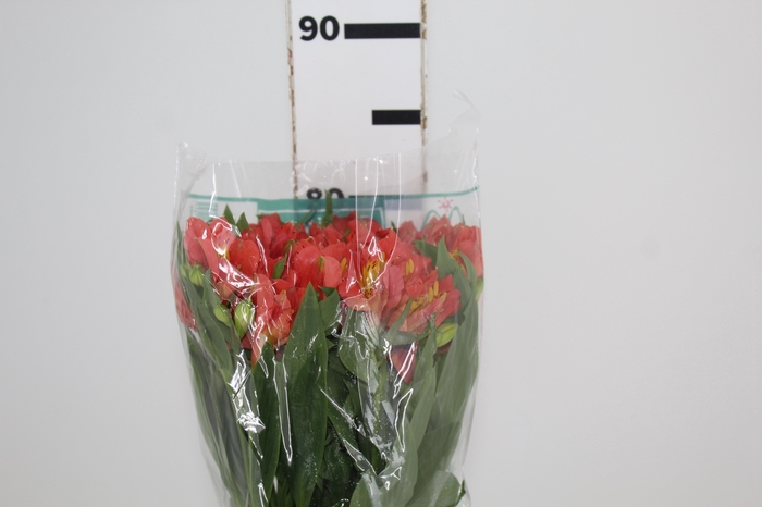 <h4>ALSTROEMERIA TROPICANA 080 CM</h4>