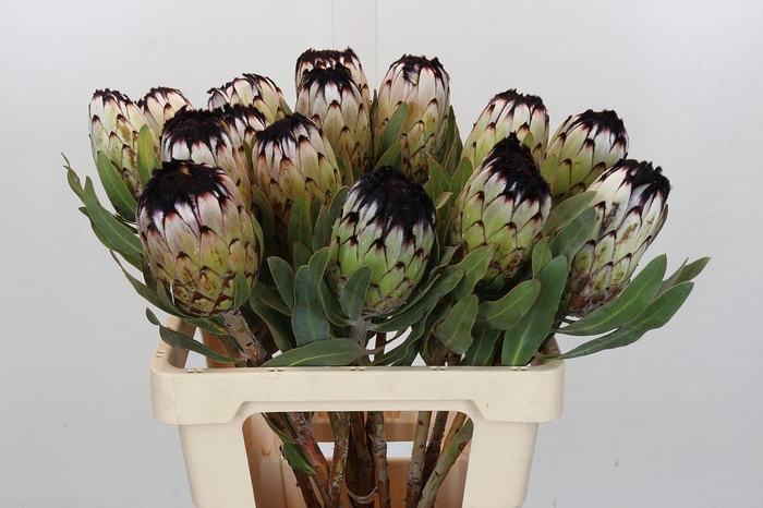 <h4>PROTEA MAG NIOBE</h4>