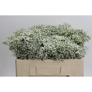 Gyps Zinzi Discovery