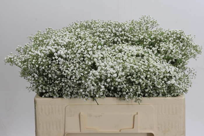 <h4>Gyps Zinzi Discovery</h4>