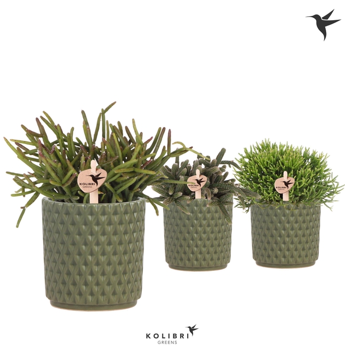 <h4>Kolibri Greens Rhipsalis mix in Diamond pot green</h4>