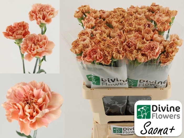 <h4>Di St Saona</h4>