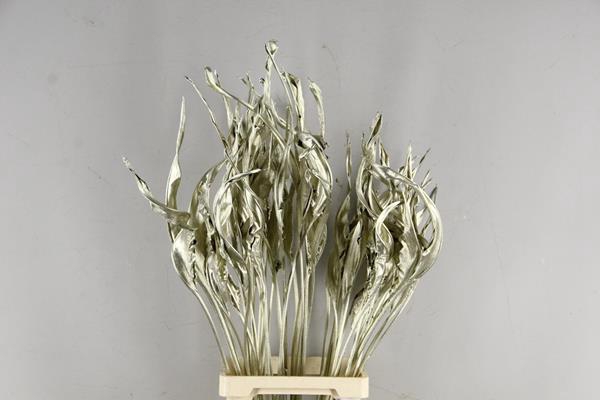 <h4>Df Strelitzia Leaf Platinum</h4>