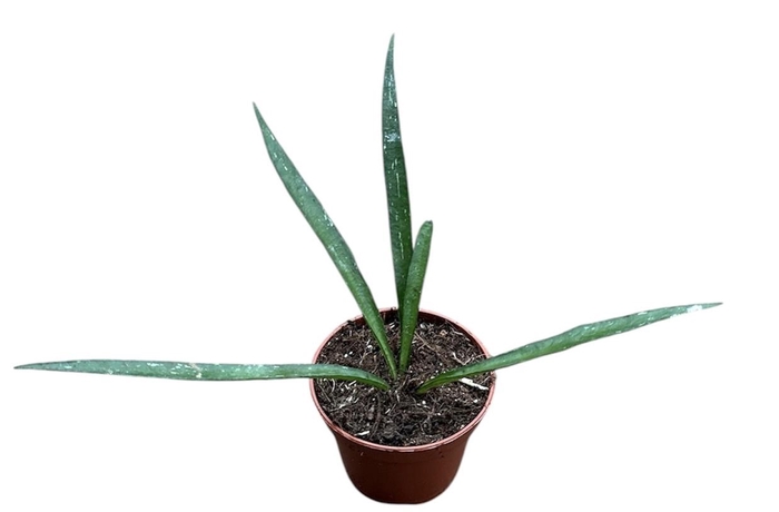 <h4>Hoya Mirabilis</h4>