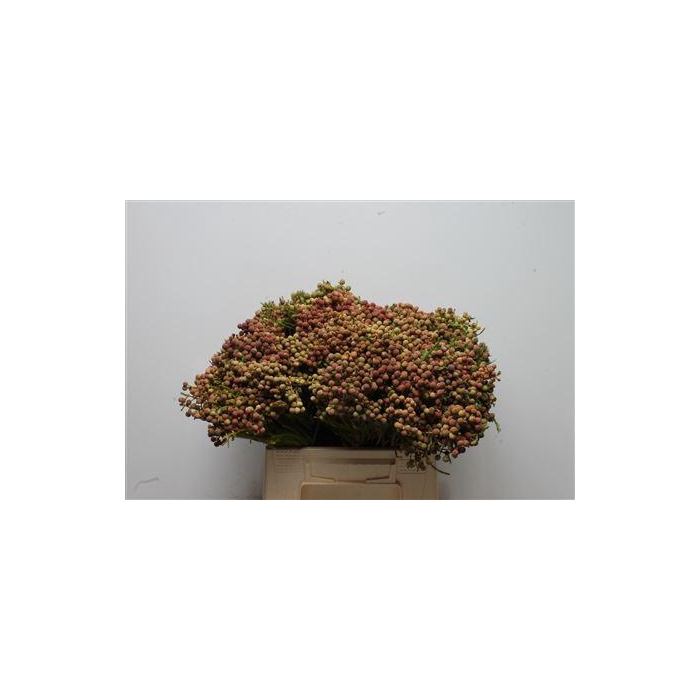 <h4>Kaaps Berzelia Lanuginosa</h4>