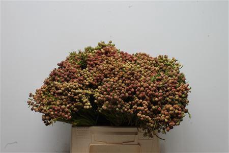 Kaaps Berzelia Lanuginosa