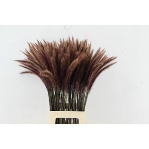 GRAS PENNI SE RUBRUM 080CM