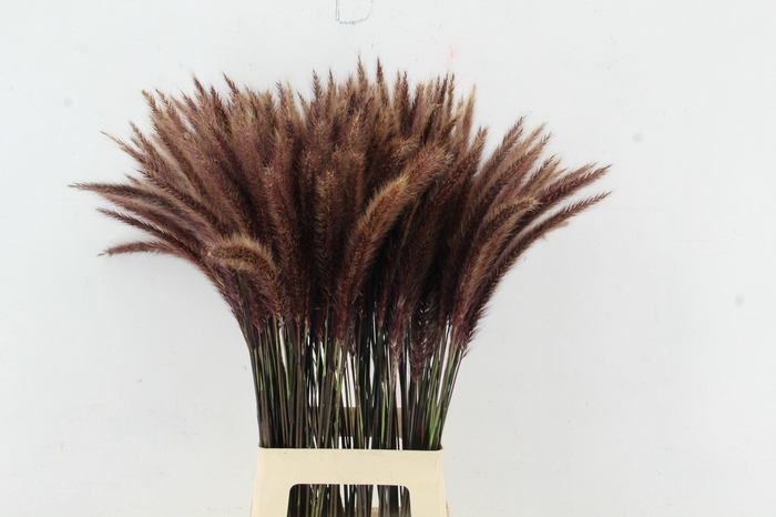 <h4>GRAS PENNI SE RUBRUM 080CM</h4>