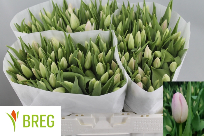 <h4>Tulipa si dynasty</h4>