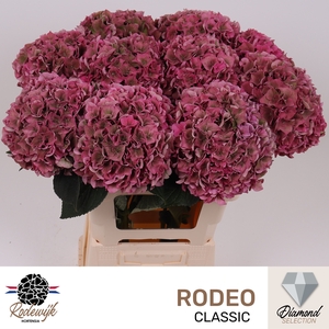 HYDR M CH RODEO CL