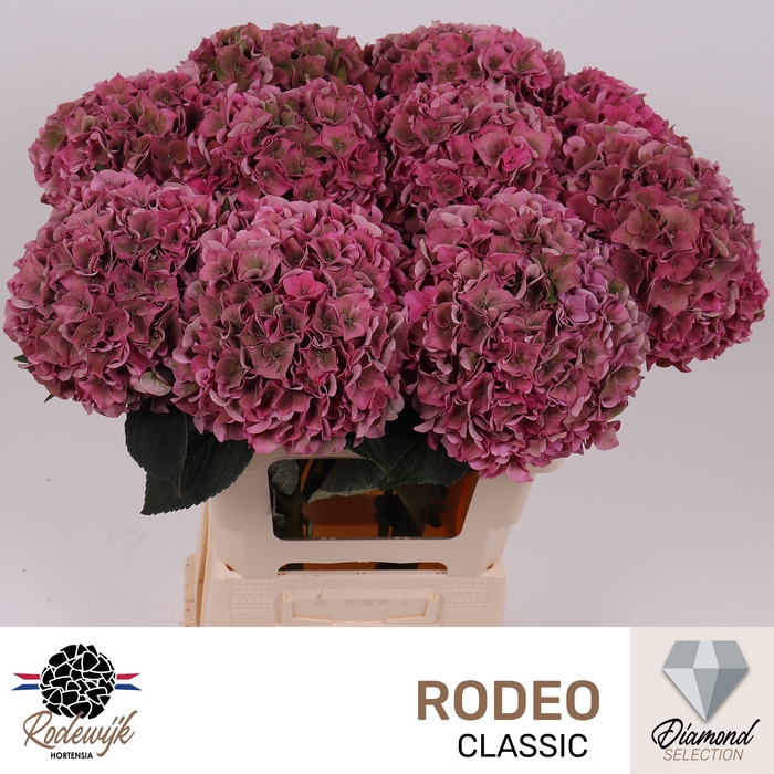 <h4>HYDR M CH RODEO CL</h4>