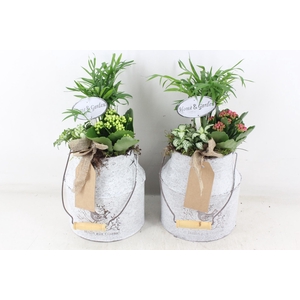 arr2 TD - Zink melkbus - roze/wit