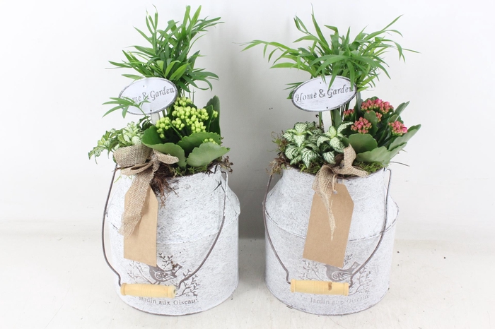 <h4>arr2 TD - Zink melkbus - roze/wit</h4>